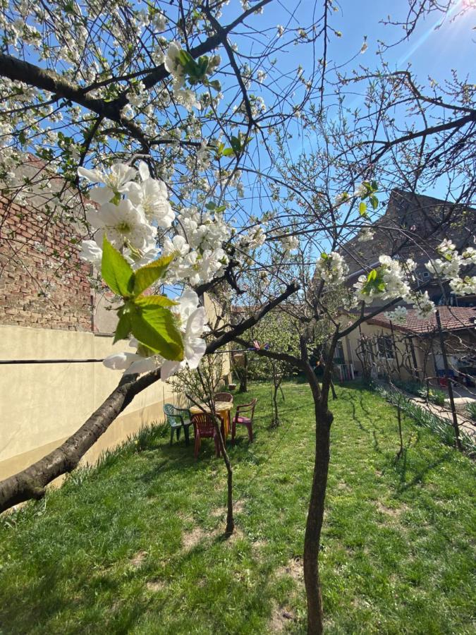 Hostel Zen House Temešvár Exteriér fotografie